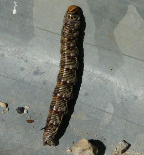 Réf. 210 427 : Sphinx sp.